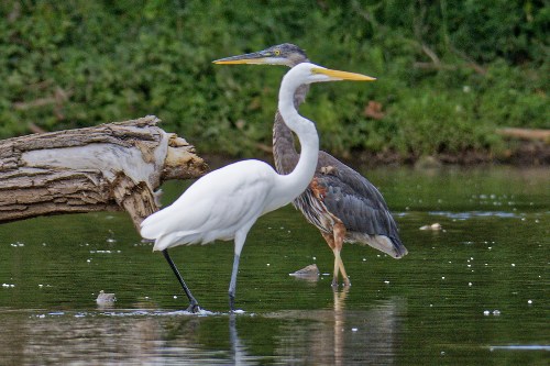 "Great Egret and Great Blue Heron" photograph by Greg Holden at Simpson County Park